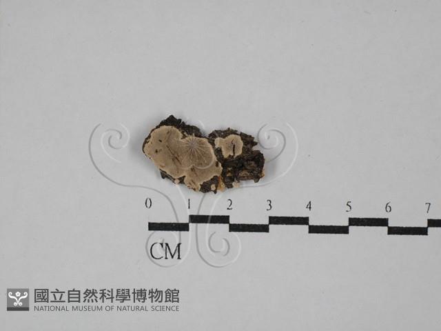 登錄號:F0029277藏品圖，第1張