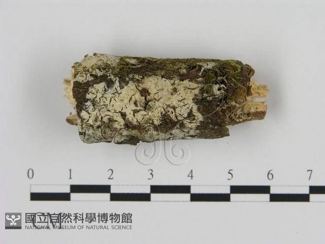 登錄號:F0009277藏品圖，第1張