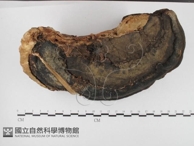 松生擬層孔菌藏品圖，第1張