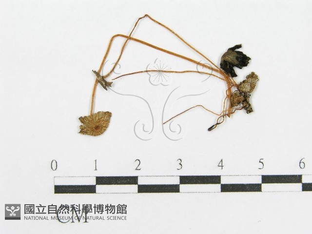 登錄號:F0003277藏品圖，第1張