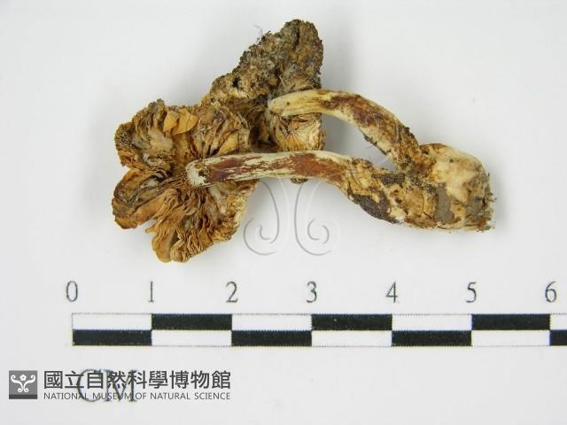 登錄號:F0013277藏品圖，第1張