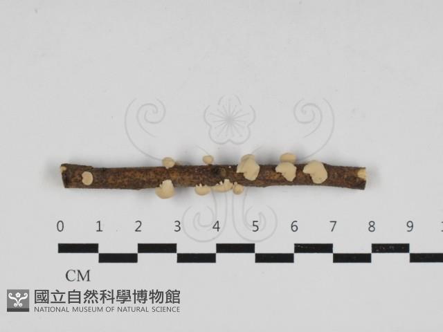 微皮傘屬藏品圖，第1張