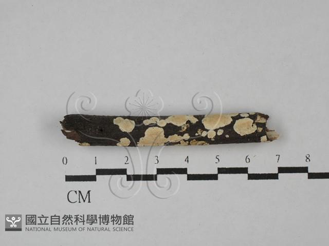 齒耳菌屬藏品圖，第1張