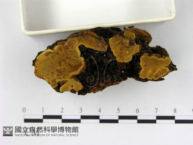 登錄號:F0008877藏品圖，第1張