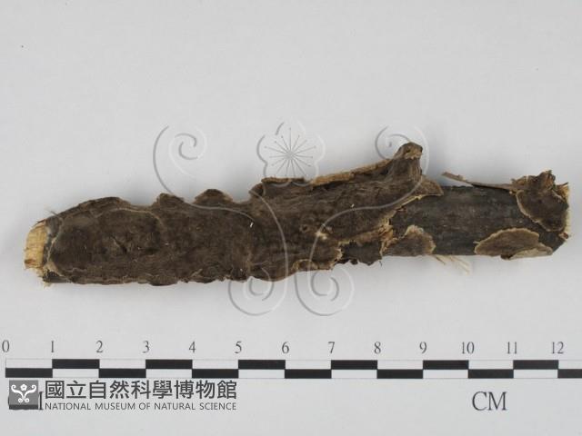 登錄號:F0020877藏品圖，第1張