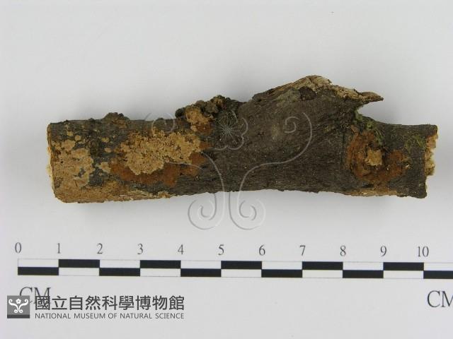 刺革菌屬藏品圖，第1張