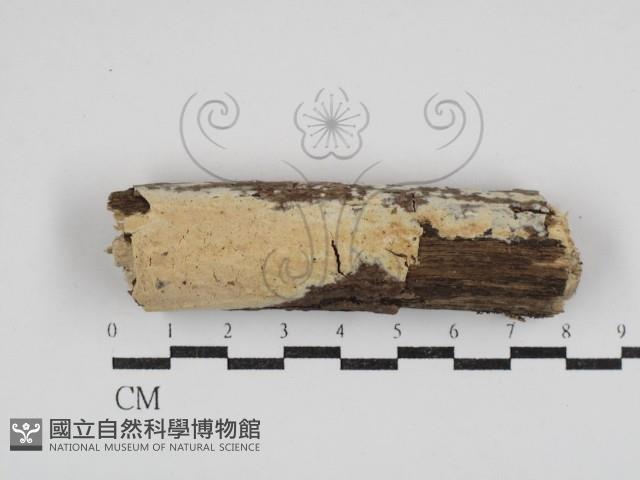 登錄號:F0030877藏品圖，第1張