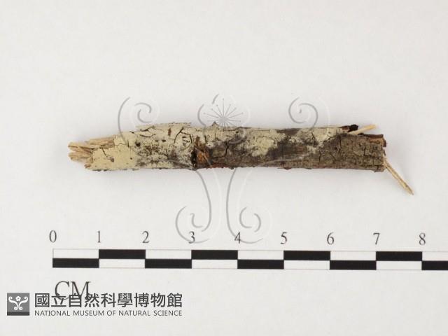 絲齒菌屬藏品圖，第1張