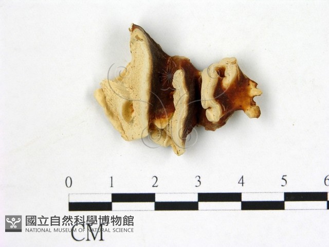 登錄號:F0006877藏品圖，第1張