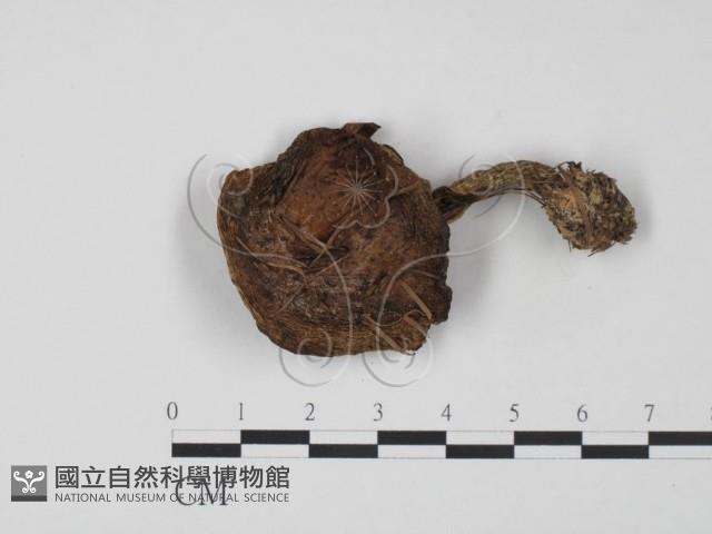 登錄號:F0021877藏品圖，第1張