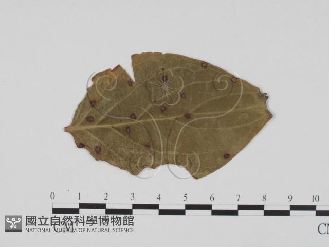 登錄號:F0011877藏品圖，第1張