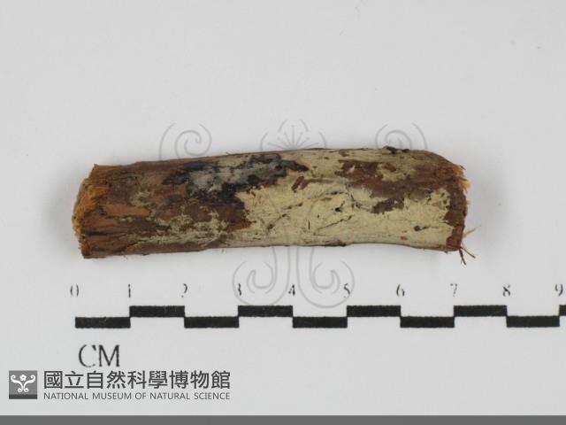 登錄號:F0031877藏品圖，第1張