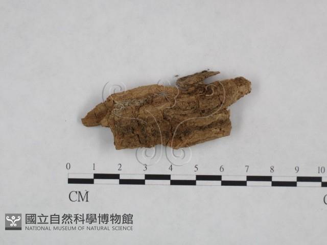 粗糙孢菌屬藏品圖，第1張