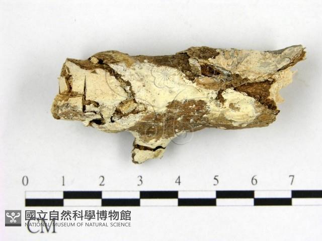 顯絲菌屬藏品圖，第1張