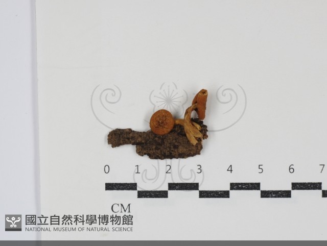 登錄號:F0034877藏品圖，第1張