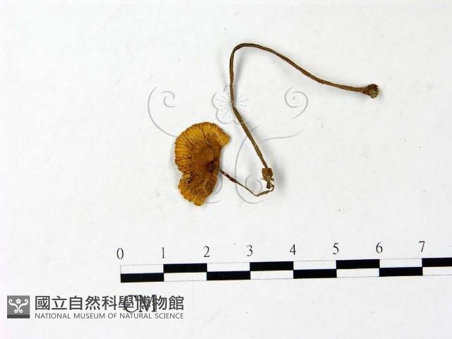 登錄號:F0022877藏品圖，第1張