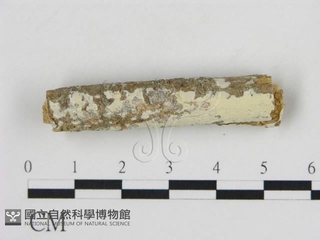 冇骨消絲齒菌藏品圖，第1張