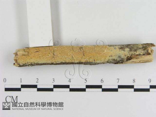 登錄號:F0007877藏品圖，第1張