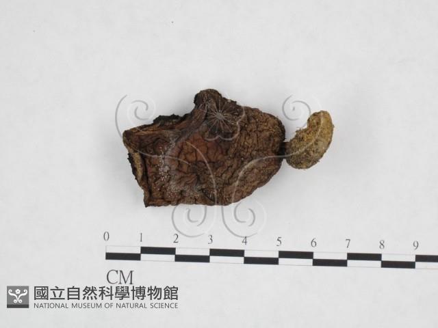 登錄號:F0025877藏品圖，第1張