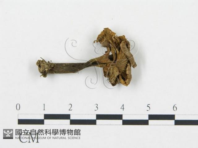 喇叭菌屬藏品圖，第1張