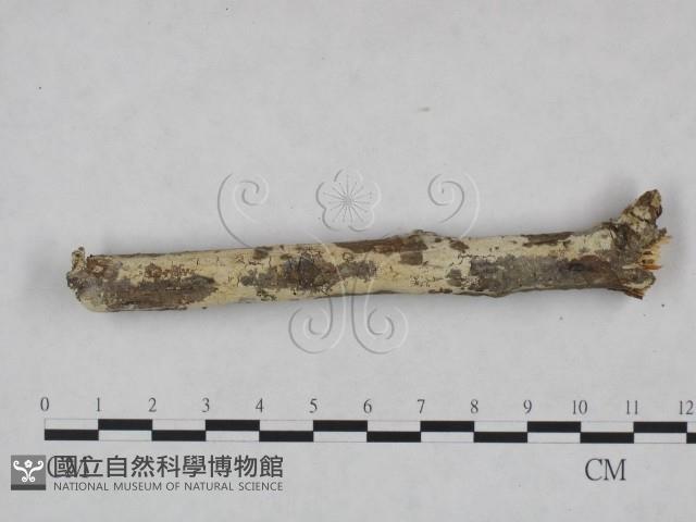 剛毛絲皮菌藏品圖，第1張