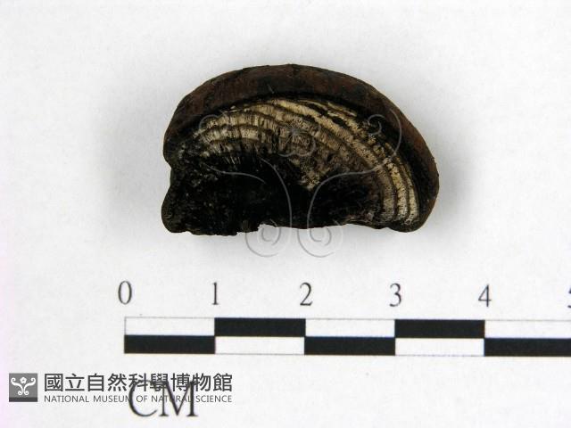 登錄號:F0013877藏品圖，第1張