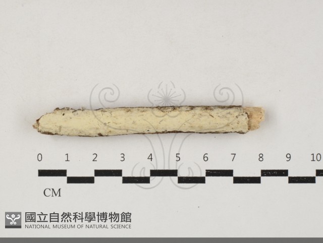 顯絲菌屬藏品圖，第1張