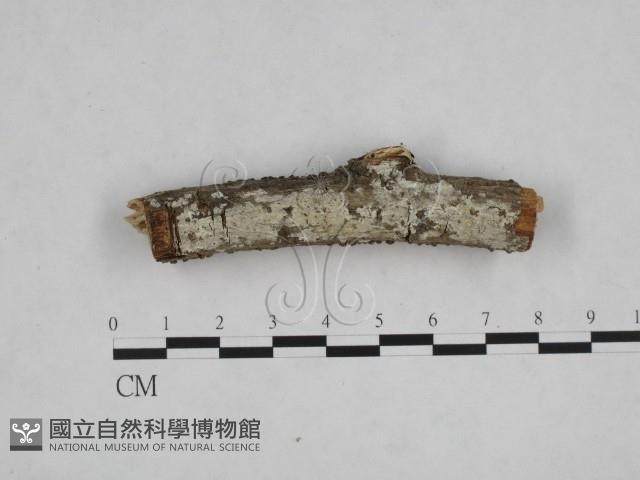 登錄號:F0008977藏品圖，第1張