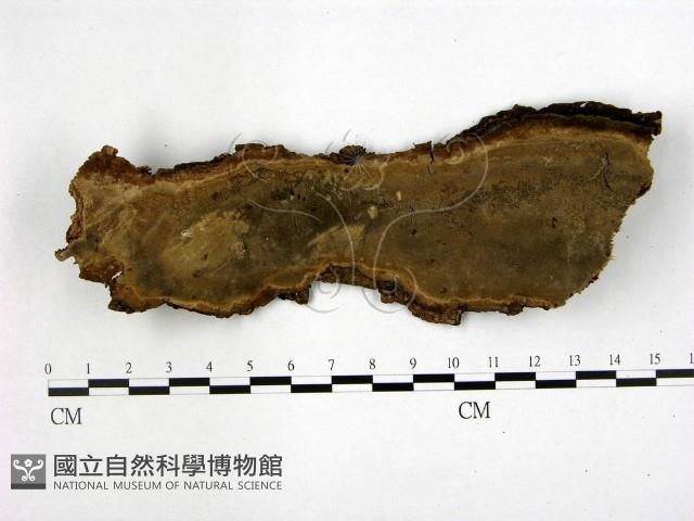 登錄號:F0020977藏品圖，第1張