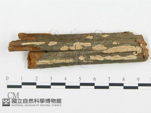 登錄號:F0000977藏品圖，第1張