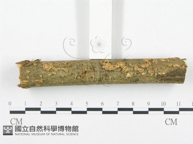 登錄號:F0010977藏品圖，第1張