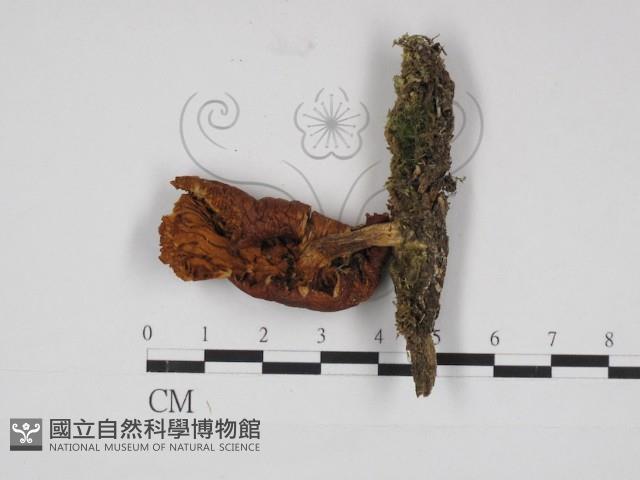 登錄號:F0030977藏品圖，第1張