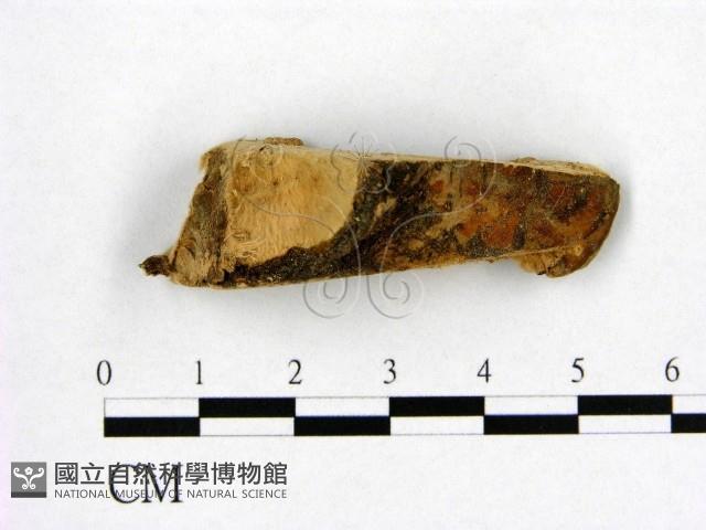 登錄號:F0006977藏品圖，第1張