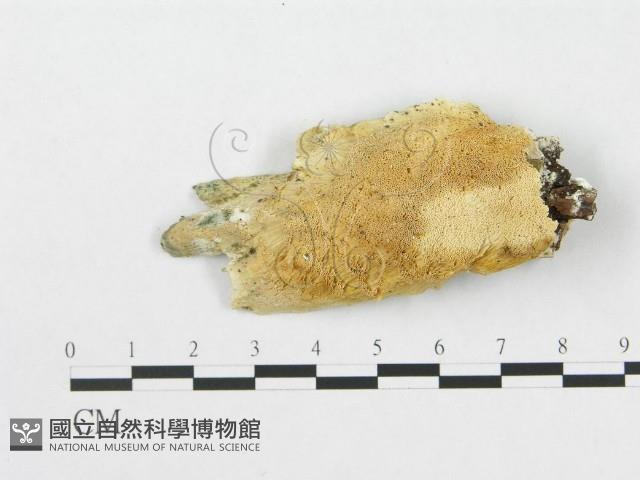 登錄號:F0016977藏品圖，第1張