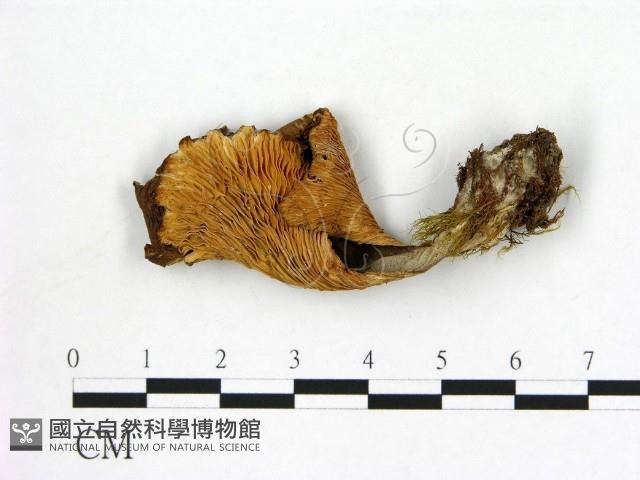 登錄號:F0021977藏品圖，第1張