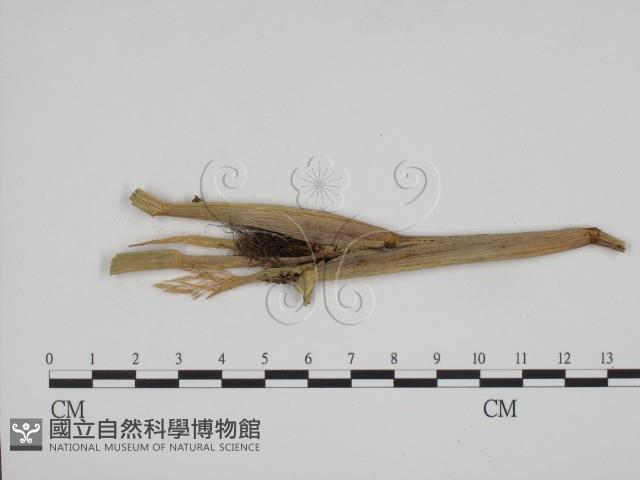 登錄號:F0011977藏品圖，第1張