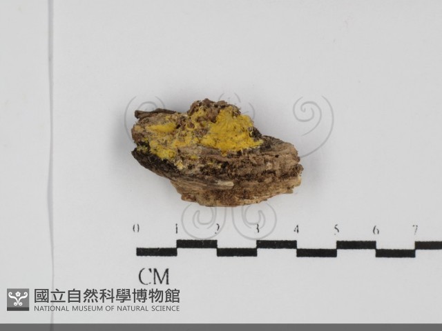 白邊黃孔菌藏品圖，第1張