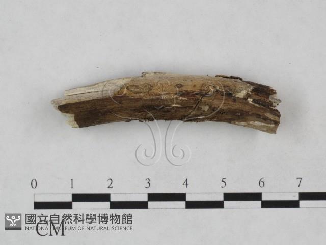 絲皮菌屬藏品圖，第1張