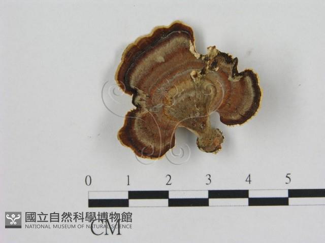 相鄰小孔菌藏品圖，第1張