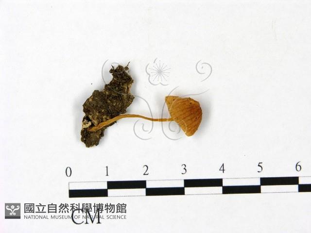 登錄號:F0022977藏品圖，第1張