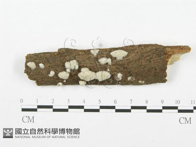 裂褶菌藏品圖，第1張