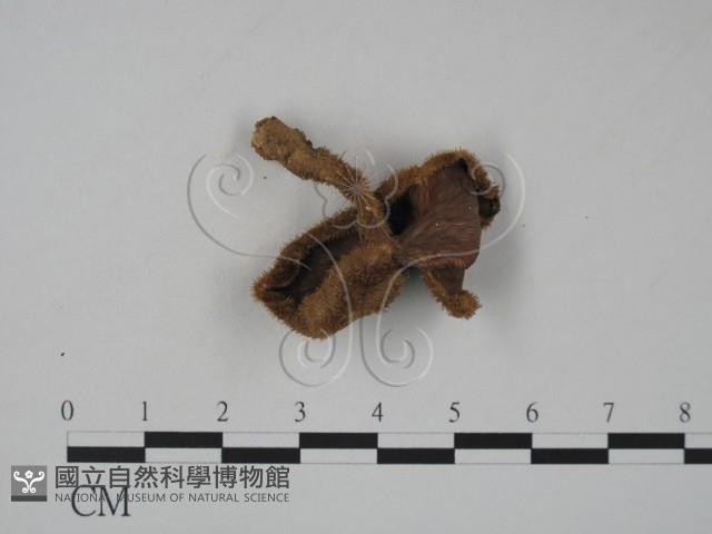 登錄號:F0012977藏品圖，第1張