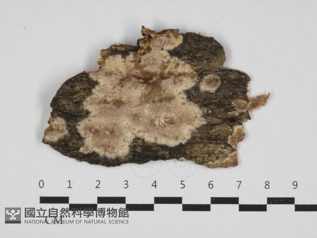 登錄號:F0032977藏品圖，第1張