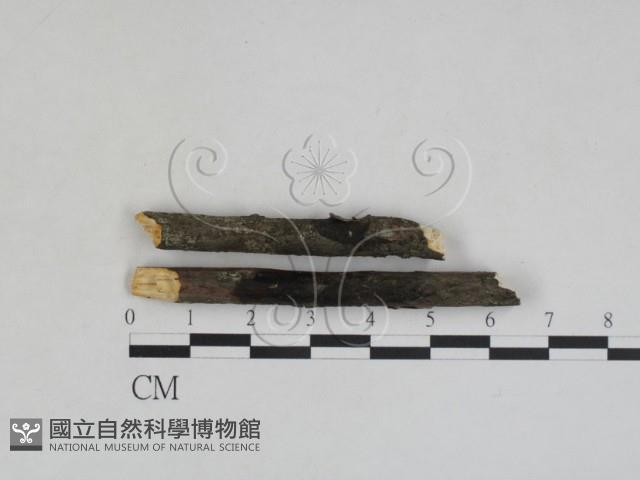 登錄號:F0027977藏品圖，第1張