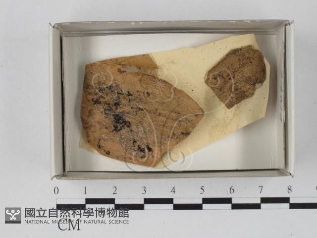 登錄號:F0017977藏品圖，第1張