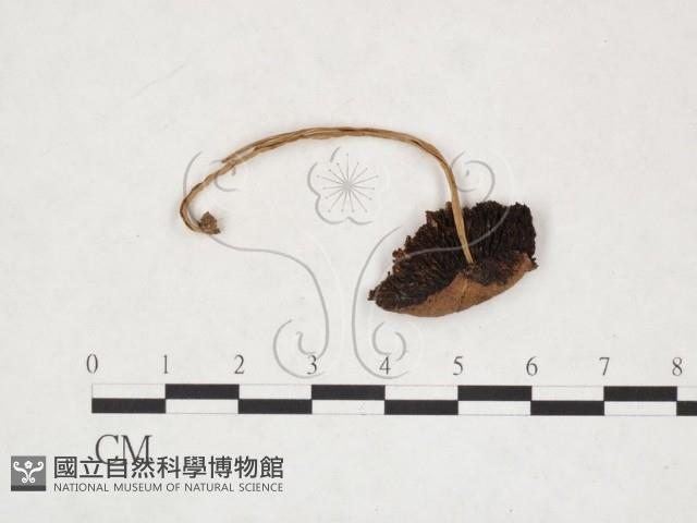 登錄號:F0025977藏品圖，第1張