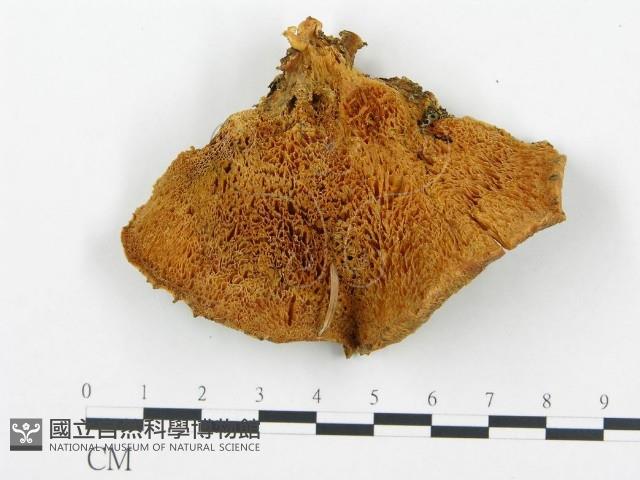 登錄號:F0005977藏品圖，第1張