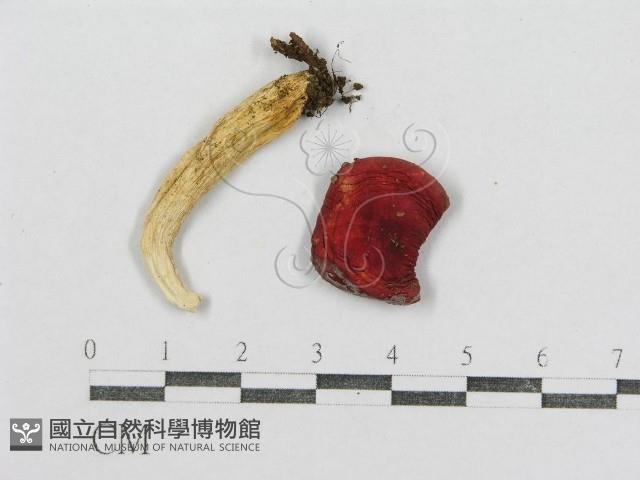 紅菇屬藏品圖，第1張