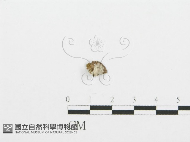 裂褶菌藏品圖，第1張