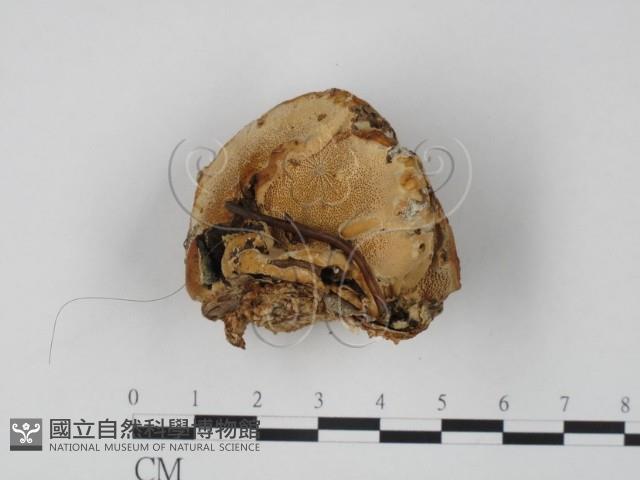 登錄號:F0019977藏品圖，第1張